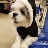 Pet Sitter Wanted In Sept 13-16!