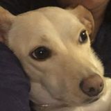 Williamsville, New York Dog Sitter Job