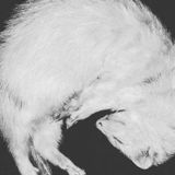Job Opportunity: Vancouver, British Columbia Ferret Boarding or Sitter for our little buddy