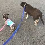 Experienced and reliable pet sitter!