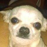 For Hire: Great Dog Sitter in Deatsville