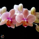 Clean Purge Reduce Minimize Liberate Beautify Simplify Focus