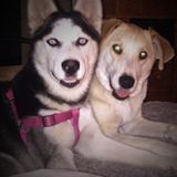 Experienced vet tech with 20+ yes experience, will love and spoil your baby!