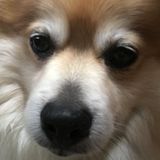 Honest Pet Sitter for Your Home