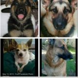 Pet Sitting