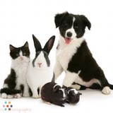 Loving, In Home Care for your Furry Family