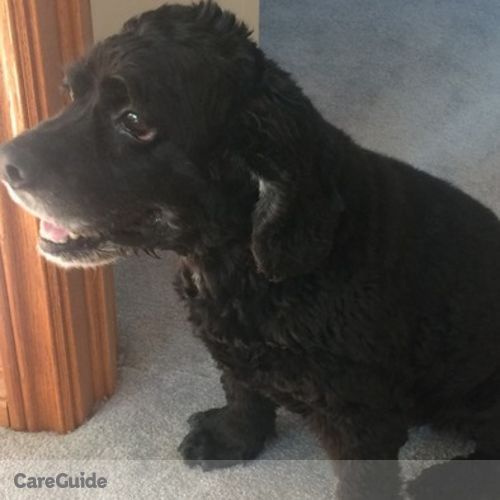 Pet Care Provider Jordan D's Profile Picture