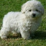 Great Pet Care Provider in Miami