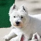Experience and Enthusiasm - Let Me Love Your Pets! Flexible hours - Highly Qualified!