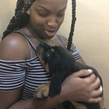 For Hire:Careful Pet Sitter, available immediately uderdale/Lauderhill area