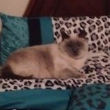 Interested In a Pet Supervisor Opportunity in Eden