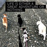 IM IT IM THE ONE ...Fullfill your furry children's outdoor/indoor/overnight Fun!