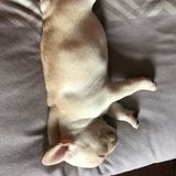 Interested In a Pet Carer Job in Rowlett, Texas