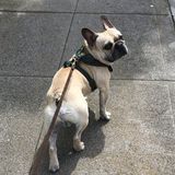 Looking for a dog walker