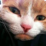 Experienced Cat Owner available for Cat Sitting