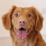 Interested In Rosamond pet jobs!
I'm great with all animals as long as they are not hostile and don't bite.