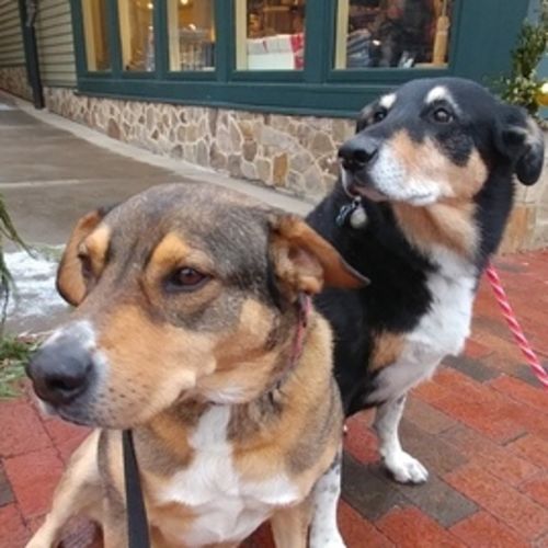 Pet Care Job The Loudoun P's Profile Picture