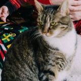 Three adorable cats need a vacation from us for three weeks!