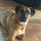 Manheim Cat Sitter Searching for Work in Pennsylvania