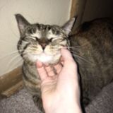 Committed pet sitter and dog walker in Neenah, Wisconsin