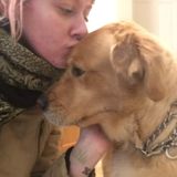 Available: Skillful and loving Petsitter