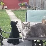 Emmaus Dog and Cat Sitter Seeking Pet Sitting Employment