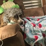 I am Alexis and I am a Skillful Pet Sitter in Orange Park, Florida