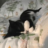 Une gardienne d'animaux attentionne pour vos chris!Caring pet-sitter for your loved one(s)!