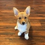 Wanted: Bryan Dog Sitting Professional