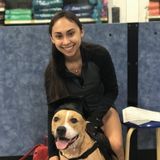 For Hire: Seasoned Dog Walker in Weston