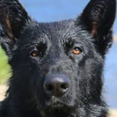 Pet Care Job Bukky F's Profile Picture