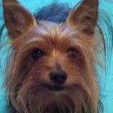 Love dogs?Me too. Big or small. Can sit at your place or min Tarpon Springs Pet Service Provider Interested In Job u offered
