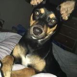 Hello my name is Kevelin. I'm hoping to find a petsitter job in Houston, Texas. Consistently, I work to be a skilled.