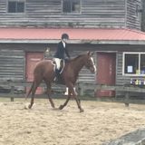 Searching for an animal caretaker position with horses/pets