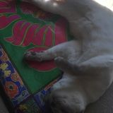 Pet Care Sitter