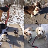 Experienced & Reliable Loving Dog walker & Pet Sitter/ Promeneuse de chien exprimenter et fiable