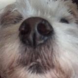 Im Evelyn I absolutely adore pets, Ill offer great care.