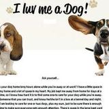 I LOVE ME A DOG - - Day and Extended pet care!