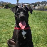 Wanted: a yard for me to play in with my puppy!