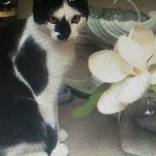 Pet Care Job 's Profile Picture