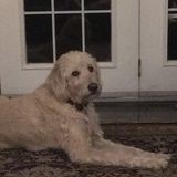 Capable Pet Care Provider in Orillia for dog walking and pet sitting