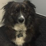 Reliable and Affordable Pet Care