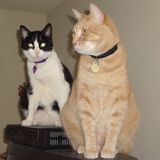 Trustworthy House Sitting Provider in Burbank