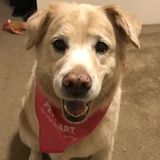 Pet Sitting Offered in Albany, Clifton Park & Saratoga