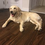 Milpitas Dog Walker Looking For Work