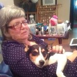 Great with all animals I was raised around all types. I respect them all.