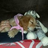 Orange Park Pet Sitting