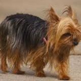 Searching for A Pet Sitter