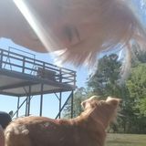 Ex vet technician looking to work with animals