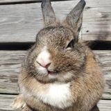 Looking for Hoffman Estates, Illinois bunny sitting professional ofessional